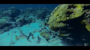 ALPHONSE ISLAND RESORT 5* Сейшельские острова