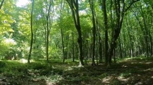 Дагестан: отдых в Приморском, Самурский лес с лианами [13-14 июня 2022]