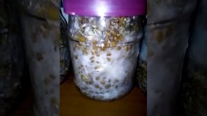 Грибы дома#выращивание вешенки