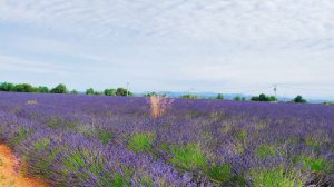 Lavender Fields in Valensole France plus Other Tourist Spots along the French Riviera