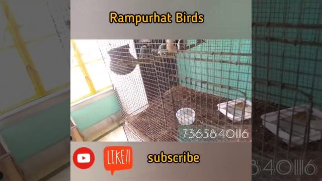 Sun conure , love birds , Java , finch and rabbit baby смотреть онлайн