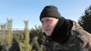 Когда собирать сосновые почки  Пчеловодство