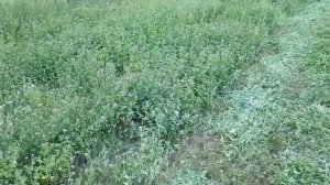 Мотоблок Weima 1100A +  косилка Кентавр КР-02.