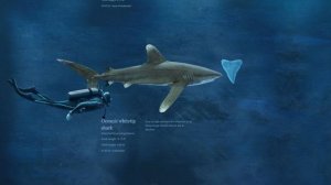 Sizing Up Sharks, the Lords of the Sea - Megalodon compared to a diver