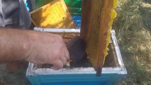 Сколько меда и расплода в шестирамочнике? Египтянин с большим пузом на пасеке!!!