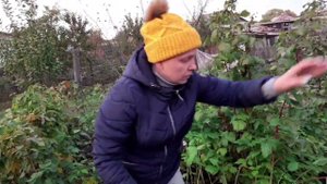 Жизнь в деревне. Житейские дела. Посадка чеснока, обрезка малины под зиму.