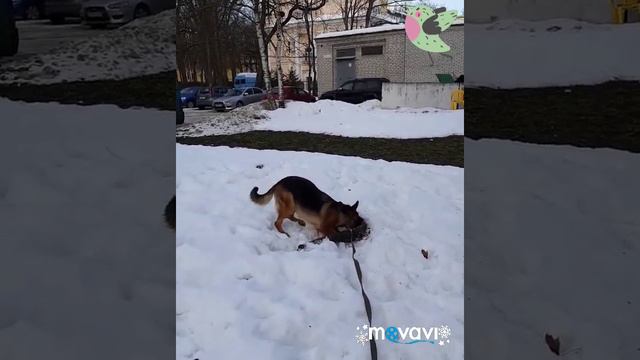 Немецкая овчарка Леся и бревно смотреть онлайн