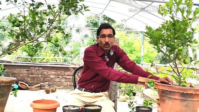 How to get Tons of ?limes from your lime ? Tree. смотреть онлайн