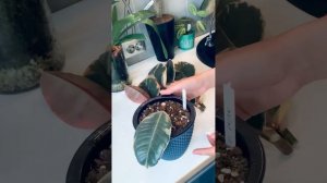 Фикус Эластика Бейлиз. Черенкование.