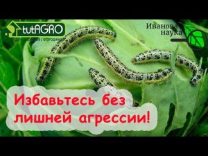 КАПУСТА РАСТЕТ БЕЗ ВРЕДИТЕЛЕЙ и БОЛЕЗНЕЙ! Безопасно избавьтесь от вредителей и гнилей на капусте.