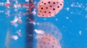 Рыба кузовок (кубик) обедает [Boxfish (ostracion cubicus) eating]