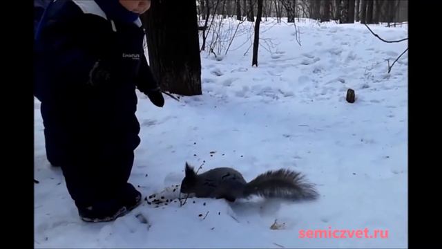 🧒🦨 Дети и белки. Дети кормят белок