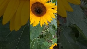 Христианский Стих на Жатву Подсолнух рос на поле, красовался