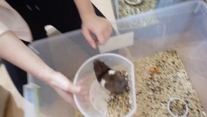 Псих. 6 чёрных хомяков. Уборка у всех