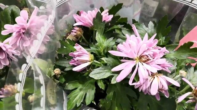 Цветы в Ашане 12.12.19. Привезли красивые Каламондины, растения - сердечки и глазастые кактусы! смотреть онлайн