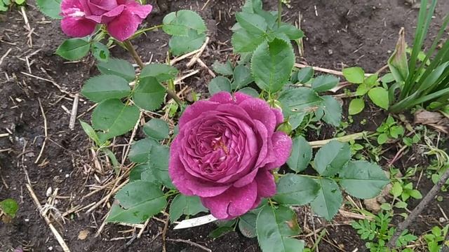 Цветение пиона травянистого. Роза первогодка Эбб Тайд. пересадила свои мирты. смотреть онлайн