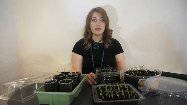 Посадка семян и как заботиться о всходах смотреть онлайн