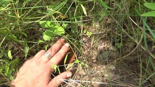 ГРИБНЫЕ НОВОСТИ ПОДМОСКОВЬЯ. 18 ИЮЛЯ 2023 ГОДА. БЕЛЫЕ ГРИБЫ ЕСТЬ!!! смотреть онлайн