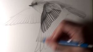 How to Draw Birds Flying