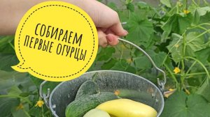 Собираем первые огурцы #огурцы #теплица #дача