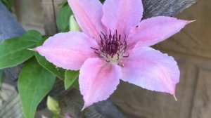 Клематис Цветение всё лето Clematis #клематис #цветынадаче #цветывсаду #цветы