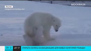 Мать года.белая медведица защищает своих медвежат от стаи собак.(Якутия)