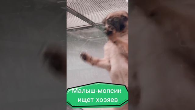 Малыш-мопсик танцует в магазине, ищет новых хозяев… #собака #dog #puppy #щенок #pets #dance