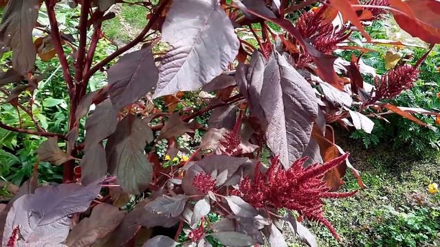 Амарант / Amaranthus / Amaranth смотреть онлайн