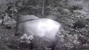 дикие кабаны