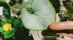 Погодные условия мне не мешают, еду сажать брунеры, примулы махровые и иберис.