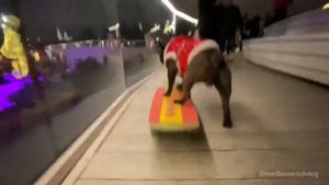 Skater bulldog Nord Smartest dog Бульдог на скейте Санта Зарядье