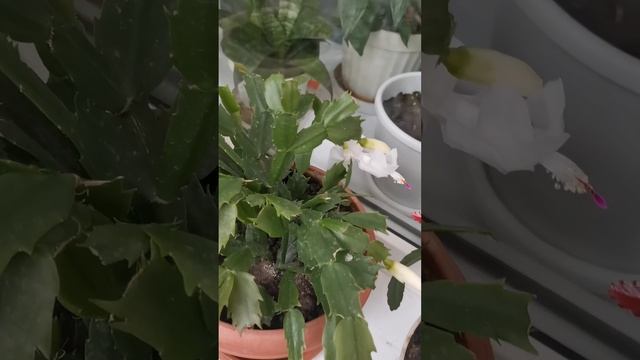 Зимующие на балконе смотреть онлайн