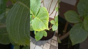 ГОРТЕНЗИЯ Букет Роуз. вырастить просто, зимует отлично, цветёт прекрасно)))