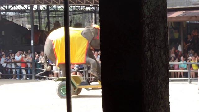 Паттайя Нонг Нуч Слоны Катание на велосипеде смотреть онлайн