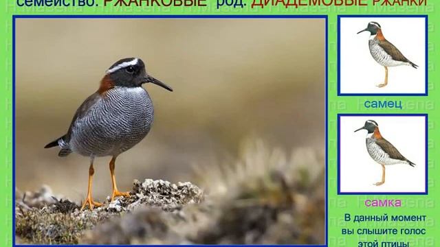 Ржанка. Тулес. Голоса птиц смотреть онлайн