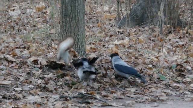 Вороны против белок смотреть онлайн