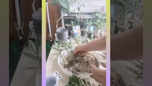 Вторая пересадка сеянцев адениумов 4,5 месяца.