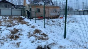 ПУМА ИГРАЕТ С РАБОЧИМ.