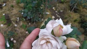 Роза Гризелис.Шраб.