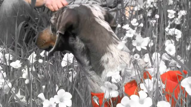 Cooper & Nina & yellow clover blossoms смотреть онлайн