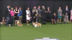 Welsh Corgi Pembroke Westminster dog show 2020