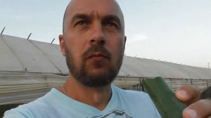 Теплицы в Турции. Как они выглядят и что там растет