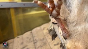 Кеклик. Каменная куропатка. Keklik. Stone partridge.