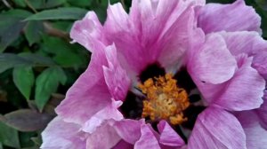 ПИОН древовидный, розовый