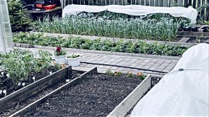 Огород в конце мая, обзор. Май выдался очень горячим!