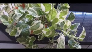 My secrets to bushy and longer money plants//Money plant care&propagation in malayalam15 March 2020