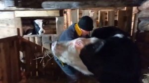 Откорм быков. Привесы за месяц #быки #откорм_быков #крс #корм_для_быков #вес #корм #лента_измерения