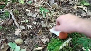 Осенний сбор грибов.Сентябрь 2023.