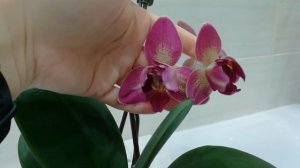 Пелорик, Биглип, бабочка. Такие разные фаленопсисы.