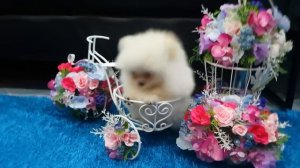 Померанский шпиц! Купить щенка шпица